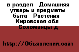  в раздел : Домашняя утварь и предметы быта » Растения . Кировская обл.,Соломинцы д.